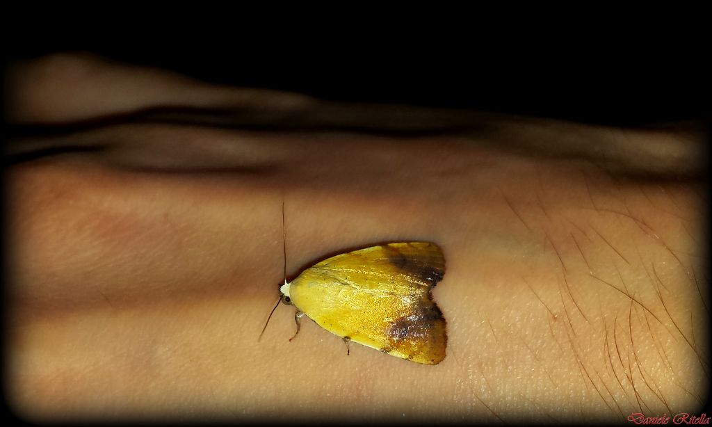 Farfalla notturna, quale specie? Xanthodes albago, Noctuidae